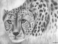 cheetah_pencil.jpg